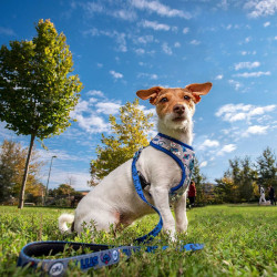 Dog Harness Stitch S/M Dark blue