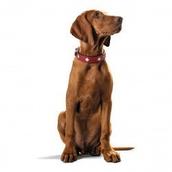 Collier pour Chien Hunter Swiss Rouge/Noir 35-43 cm