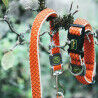 Collier pour Chien Hunter Basic Fil Orange Taille S (30-43 cm)